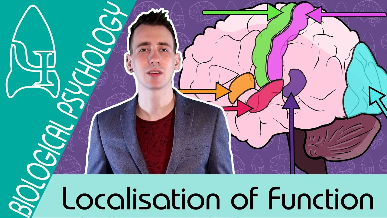 Localisation of Function in the Brain - Biological Psychology [AQA ALevel]
