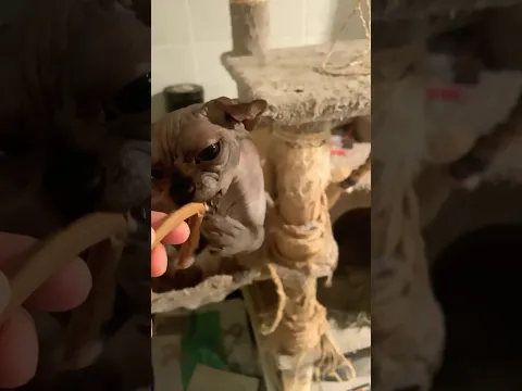 #sphynx