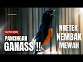 Download Lagu MURAI BATU GACOR FULL ISIAN TEMBAKAN KASAR KRETEKAN GANAS SANGAT AMPUH MEMANCING MURAI BATU EMOSI