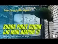 Download Lagu SUARA PIKAT CUCAK IJO MINI AMPUH