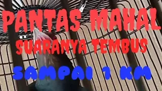 burung tuwu gacor tembus sampai 1 km asian koel 