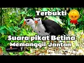 Download Lagu SUARA BURUNG RUAK RUAK BETINA MEMANGGIL JANTAN✓ SUPER AMPUH ✓