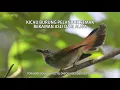 Download Lagu Suara Burung Cedor Semak, Burung Kebon Salak Asli dari Alam