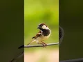 Download Lagu HOUSE SPARROW PHOTOGRAPHY🐦 #shorts #trending #birds #wildlife #viral #video #explore #photography