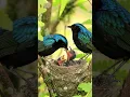 Download Lagu The FUTURE of Bird Watching is Here. #birds #nature #beautiful #birdsvideo