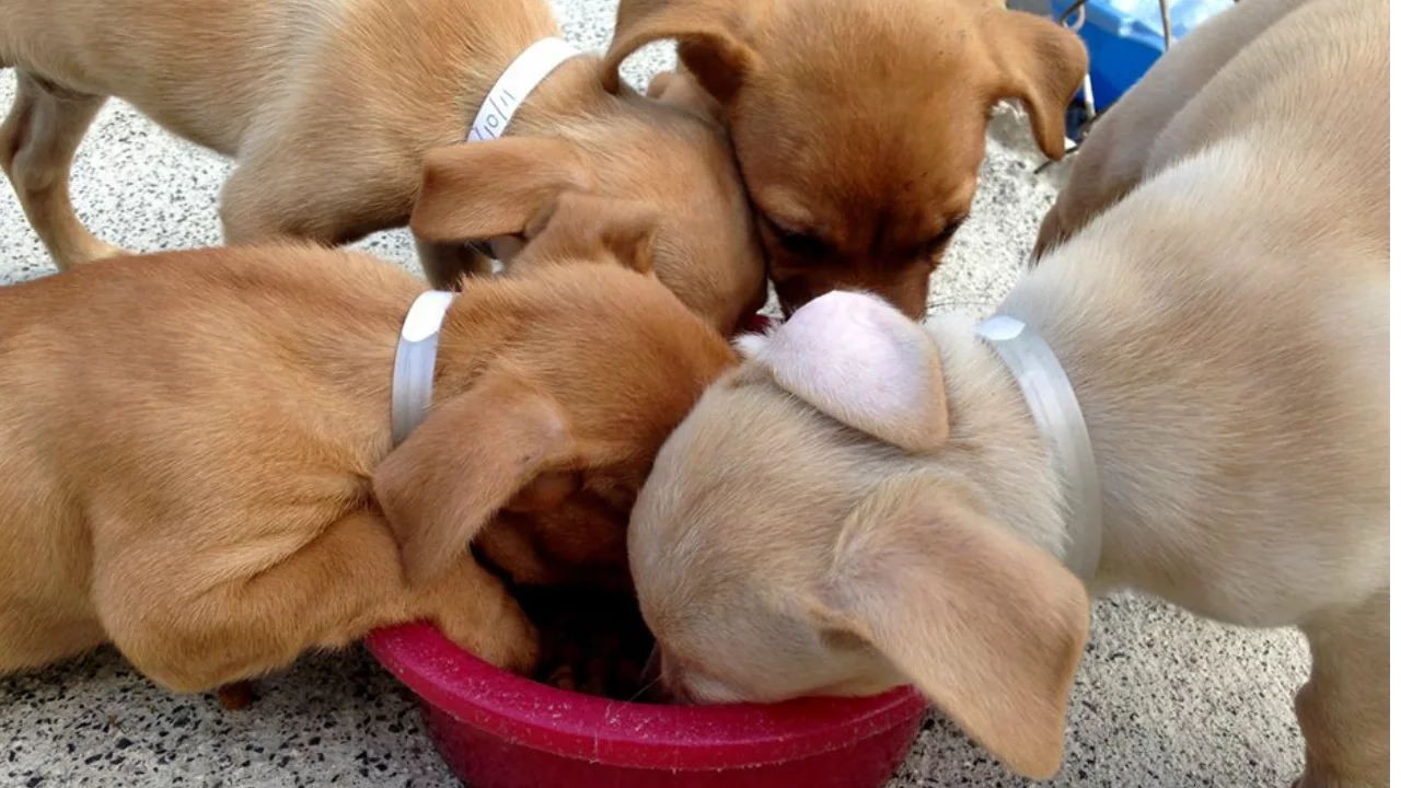 All The Puppies!! The Cutest Dogs in St. Croix