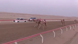 الشوط 1 طرب للسيد حمدان بخيت فطيس المنصوري توقيت 9 31 97 