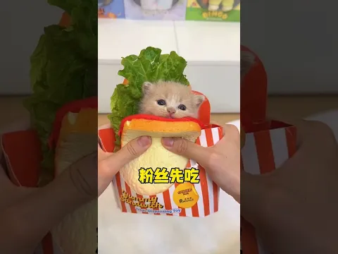嗦的太用力 嗦成芒果核了? #小奶猫 #铲屎官的乐趣 #万物可爱计划