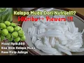 Lagu CARA MEMBUAT KELAPA MUDA DARI NUTRIJELL YANG ENAK - KELAPA MUDA KW [English Sub]