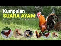 Lagu Kumpulan Suara Ayam Jago Berkokok di pagi hari