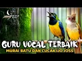 Download Lagu 🔴MASTERAN TERBAIK - CUCAK CUNGKOK VS CUCAK JENGGOT cocok buat murai batu, cucak ijo, cendet, konin
