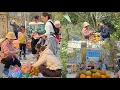 Lagu Harvesting ripe, sweet oranges from the mountains to sell and earn money to support her children.
