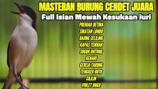 masteran burung cendet full isian mewah terbaik sepanjang masa