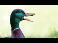 Duck Quack Ringtone [With Free Download Link]