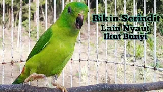 pancingan bunyi serindit betina seperti ini cepat di respon serindit lain