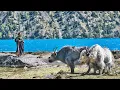 Download Lagu Shey Phoksundo | Dolpa Trek, Nepal | Silent Hiking the Himalayas | Tibetan Nomadic \u0026 Village Life