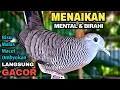 Download Lagu Perkutut Lokal Gacor Suara Besar Pancingan Burung Perkutut Agar Cepat Bunyi.