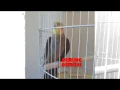 Download Lagu Burung Falk Ngekek Panjang Untuk Masteran Lovebird dan Burung Kicau