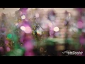 Download Lagu It Ain't Me - Kygo ft. Selena Gomez Music Video (by a Fan)