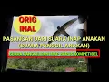 Download Lagu suara panggil anakan yang kompetibel dengan suara inap anakan.