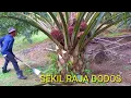 Download Lagu Panen sawit super unggul sekil raja dodos cemel king super tajam