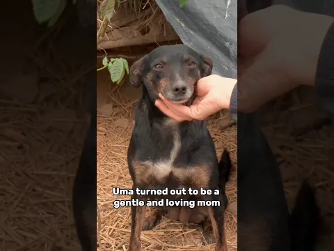 Abandoned With 5 Puppies, She Never Gave Up 🥺❤️ #dogrescue #adoptstrays #shelter #rescue