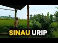 Lagu Ngarit Ning Sawah - Urip Ora Terang Terus Ep.4