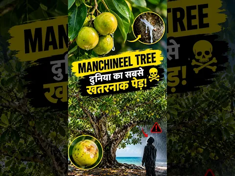 ☠️ Duniya Ka Sabse Khatarnak Ped! - Manchineel Tree