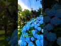 BEAUTIFUL HYDRANGEA #hydrangea#macrophylla#hortensia#гортензия#гортензія#shorts#アジサイ