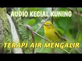 Download Lagu 🛑Audio Terapi Kecial Kuning Agar Rajin Berbunyi | Terapi Air Mengalir • 100% Ngejos