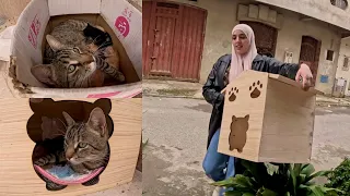 Download Mama cat was in shock when her kittens got a cute wooden house. MP3