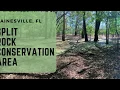 Hidden Secret Gem of Gainesville FL Split Rock Conservation Area