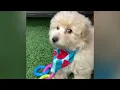 Ulysses - Maltipoo Puppy for Sale in Dallas Texas
