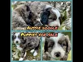 Aussie Doodles Puppies For Sale in Ocala