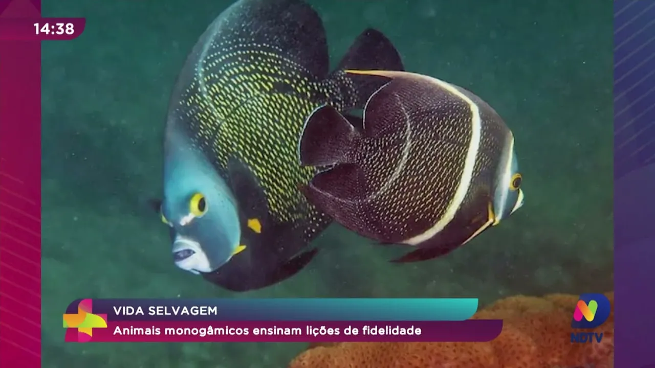 Animais monogâmicos ensinam lições de fidelidade