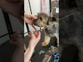 Download Lagu How to trim Yorkie face!