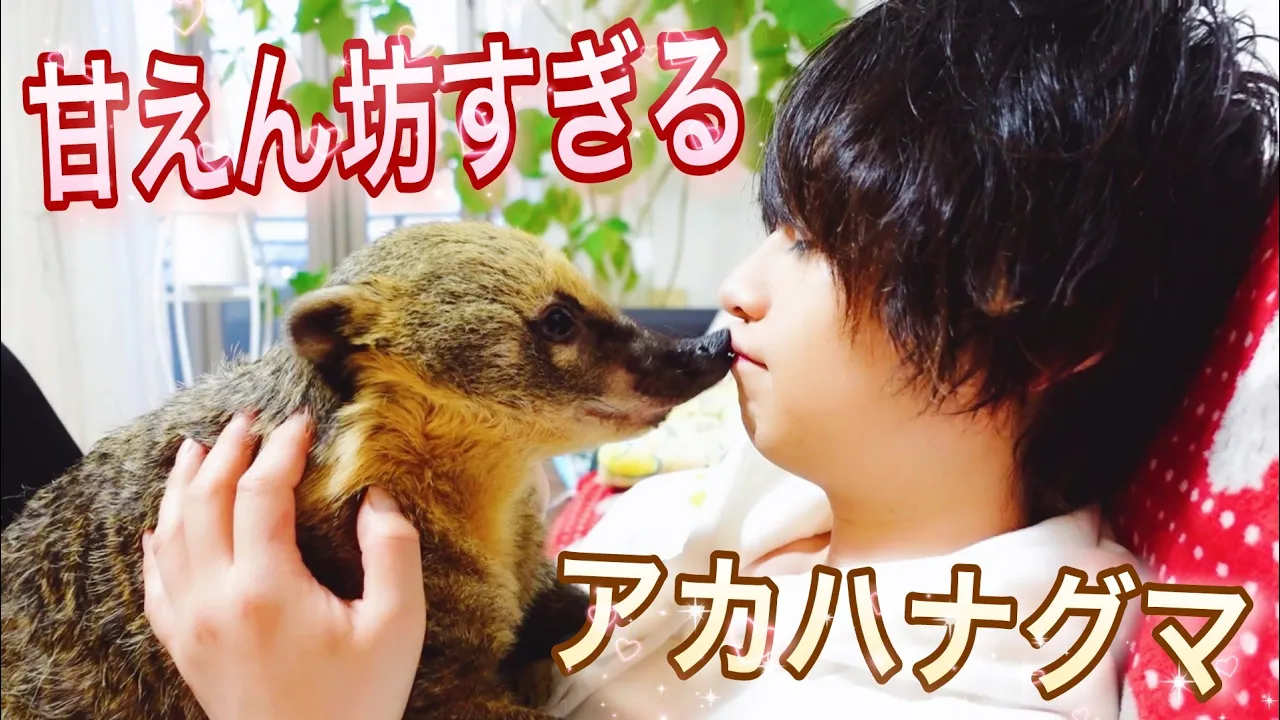 アカハナグマが甘えん坊すぎてヤバい…(笑)