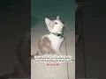 Download Lagu Subhanallah kucing ini seperti berdzikir 🤲 #cat #kucing #animals #kucinglucu