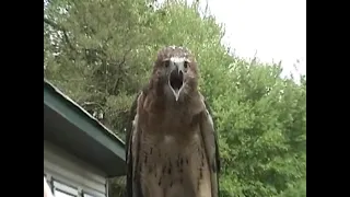 صوت النسور العجيبه 