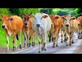 Download Lagu Ratusan sapi lembu jinak melompat ceria dan berlarian melewati pemukiman warga menuju ladang ternak