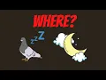 where do pigeons sleep at night