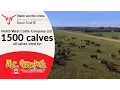 Vold Jones Vold Auction North West Cattle Co