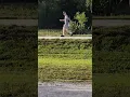 Looks like Shaggy retired to Florida