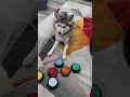 Download Lagu Funny dog videos#dogs#dogs#dogslover #dogshorts #funnydogs#youtubeshorts#tyf