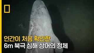 인간이 처음 확인한 6m 북극 심해 상어의 정체