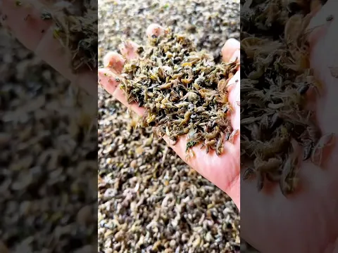 Cultured Amphipods as Premium Aquafeed