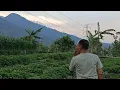 Download Lagu Subhanallah Pemandangan Pedesaannya Yang Di Rindukan Banyak Orang Desa Yang indah Sejuk Dan Alami