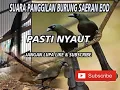 Lagu suara asli murai papua