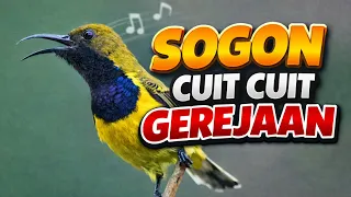 sogon isian gereja sambung cililin materinya ngeri masteran sogon isian super mewah