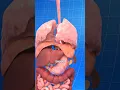 How Does Insulin Really Work